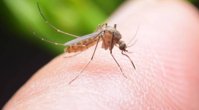prevent-mosquito-bite